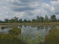 NL, Noord-Brabant, Boxtel, Huisvennen 2, Saxifraga-Jan van der Straaten