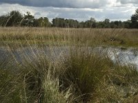 NL, Noord-Brabant, Boxtel, Kampina 12, Saxifraga-Marijke Verhagen