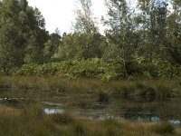 NL, Noord-Brabant, Boxtel, Kampina 3, Saxifraga-Marijke Verhagen