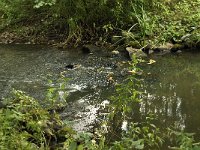 NL, Noord-Brabant, Boxtel, Kampina, Beerze 4, Saxifraga-Jan van der Straaten