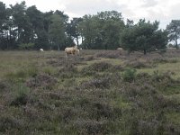 NL, Noord-Brabant, Boxtel, Kampina, Groot Vak 1, Saxifraga-Willem van Kruijsbergen