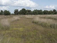 NL, Noord-Brabant, Boxtel, Kampina, Huisvennen 2, Saxifraga-Willem van Kruijsbergen