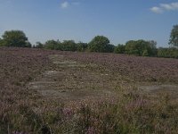 NL, Noord-Brabant, Boxtel, Kampina, Kromvennen 10, Saxifraga-Jan van der Straaten