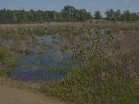 NL, Noord-Brabant, Boxtel, Kampina, Kromvennen 5, Saxifraga-Jan van der Straaten