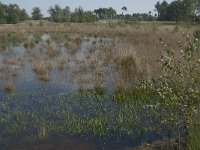 NL, Noord-Brabant, Boxtel, Kampina, Kromvennen 6, Saxifraga-Jan van der Straaten