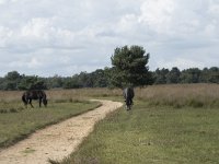 NL, Noord-Brabant, Boxtel, Kampina, Pindreef 2,  Saxifraga-Willem van Kruijsbergen