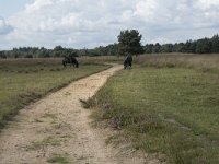 NL, Noord-Brabant, Boxtel, Kampina, Pindreef 3, Saxifraga-Willem van Kruijsbergen