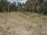 NL, Noord-Brabant, Boxtel, Kampina, Witte Bergen 2, Saxifraga-Willem van Kruijsbergen