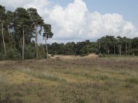 NL, Noord-Brabant, Boxtel, Kampina, Witte Bergen 4, Saxifraga-Willem van Kruijsbergen