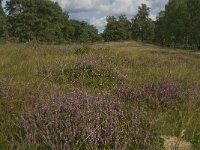 NL, Noord-Brabant, Boxtel, Kampina, Witte Bergen 5, Saxifraga-Jan van der Straaten