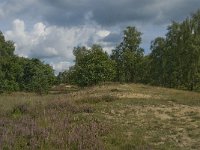 NL, Noord-Brabant, Boxtel, Kampina, Witte Bergen 8, Saxifraga-Jan van der Straaten