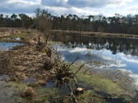 NL, Noord-Brabant, Boxtel, Kattelaarsput 3, Saxifraga-Jan van der Straaten