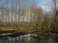 NL, Noord-Brabant, Boxtel, Rooije Steeg 6, Saxifraga-Jan van der Straaten