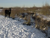 NL, Noord-Brabant, Boxtel, Smalwater 16, Saxifraga-Jan van der Straaten