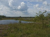 NL, Noord-Brabant, Boxtel, Zandbergsven 3, Saxifrag-Jan van der Straaten