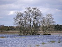 NL, Noord-Brabant, Cranendonck, Gastelsche Heide (Oude Strijper Aa) 15, Saxifraga-Tom Heijnen