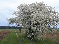 NL, Noord-Brabant, Cranendonck, Gastelsche Heide (Oude Strijper Aa) 16, Saxifraga-Tom Heijnen