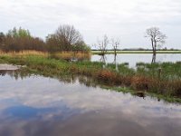 NL, Noord-Brabant, Cranendonck, Gastelsche Heide (Oude Strijper Aa) 18, Saxifraga-Tom Heijnen