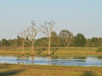 NL, Noord-Brabant, Cranendonck, Gastelsche Heide (Oude Strijper Aa) 23, Saxifraga-Tom Heijnen