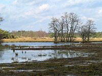 NL, Noord-Brabant, Cranendonck, Gastelsche Heide (Oude Strijper Aa) 25, Saxifraga-Tom Heijnen