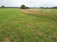 NL, Noord-Brabant, Cranendonck, Gastelsche Heide (Oude Strijper Aa) 3, Saxifraga-Tom Heijnen