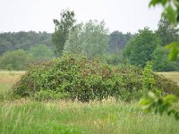 NL, Noord-Brabant, Cranendonck, Gastelsche Heide (Oude Strijper Aa) 9, Saxifraga-Tom Heijnen