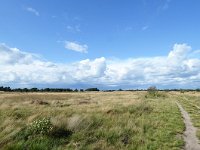 NL, Noord-Brabant, Cranendonck, Groote Heide 1, Saxifraga-Tom Heijnen