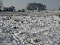 NL, Noord-Brabant, Cranendonck, Groote Heide 10, Saxifraga-Jan van der Straaten