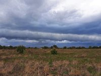 NL, Noord-Brabant, Cranendonck, Groote Heide 10, Saxifraga-Tom Heijnen