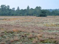 NL, Noord-Brabant, Cranendonck, Groote Heide 13, Saxifraga-Tom Heijnen