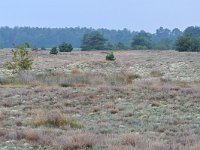 NL, Noord-Brabant, Cranendonck, Groote Heide 14, Saxifraga-Tom Heijnen