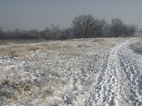 NL, Noord-Brabant, Cranendonck, Groote Heide 4, Saxifraga-Jan van der Straaten