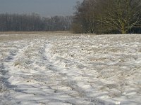 NL, Noord-Brabant, Cranendonck, Groote Heide 5, Saxifraga-Jan van der Straaten