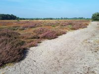 NL, Noord-Brabant, Cranendonck, Groote Heide 5, Saxifraga-Tom Heijnen