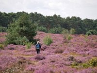 NL, Noord-Brabant, Cranendonck, Groote Heide 7, Saxifraga-Tom Heijnen