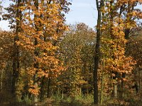 NL, Noord-Brabant, Cranendonck, Hugterheide 15, Saxifraga-Jan van der Straaten