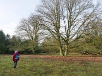 NL, Noord-Brabant, Cranendonck, Kranenveld 1, Saxifraga-Tom Heijnen