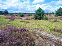 NL, Noord-Brabant, Cranendonck, Kranenveld 10, Saxifraga-Tom Heijnen