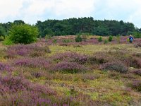 NL, Noord-Brabant, Cranendonck, Kranenveld 11, Saxifraga-Tom Heijnen