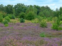 NL, Noord-Brabant, Cranendonck, Kranenveld 12, Saxifraga-Tom Heijnen