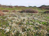 NL, Noord-Brabant, Cranendonck, Kranenveld 3, Saxifraga-Tom Heijnen