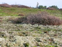 NL, Noord-Brabant, Cranendonck, Kranenveld 4, Saxifraga-Tom Heijnen