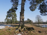 NL, Noord-Brabant, Cranendonck, Landgoed De Pan 2, Saxifraga-Tom Heijnen