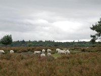 NL, Noord-Brabant, Cranendonck, Landgoed De Pan 3, Saxifraga-Tom Heijnen