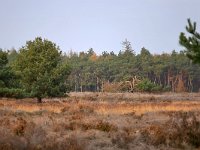 NL, Noord-Brabant, Cranendonck, Landgoed De Pan 6, Saxifraga-Tom Heijnen