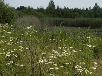 NL, Noord-Brabant, Cranendonck, Ringselven 11, Saxifraga-Marijke Verhagen