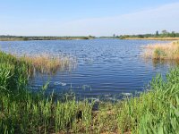 NL, Noord-Brabant, Cranendonck, Ringselven 9, Saxifraga-Tom Heijnen