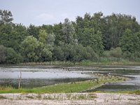 NL, Noord-Brabant, Cranendonck, Soerendonks Goor 11, Saxifraga-Tom Heijnen