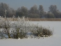 NL, Noord-Brabant, Cranendonck, Soerendonks Goor 12, Saxifraga-Jan van der Straaten