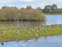 NL, Noord-Brabant, Cranendonck, Soerendonks Goor 13, Saxifraga-Tom Heijnen